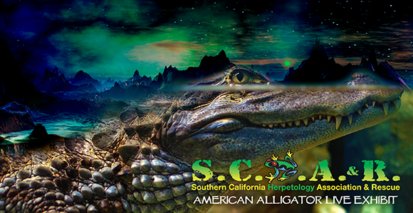 SCHAR - HADES - the God of the Underworld - a Live American Alligator